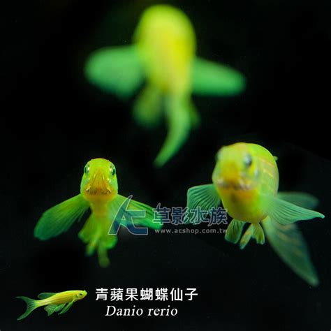 新水魚場|【分享】青蘋果蝴蝶仙子(約4